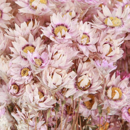 Floristik24 Tørrede blomster bundt tør dekoration Kamille Pink 65cm 50g