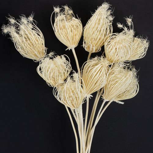 Floristik24 Tørrede blomster creme fennikel bleget 45 cm bundt 10 stk