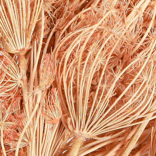 Artikel Tørrede blomster dekoration fennikel laks L50cm Ø4-5cm 100g