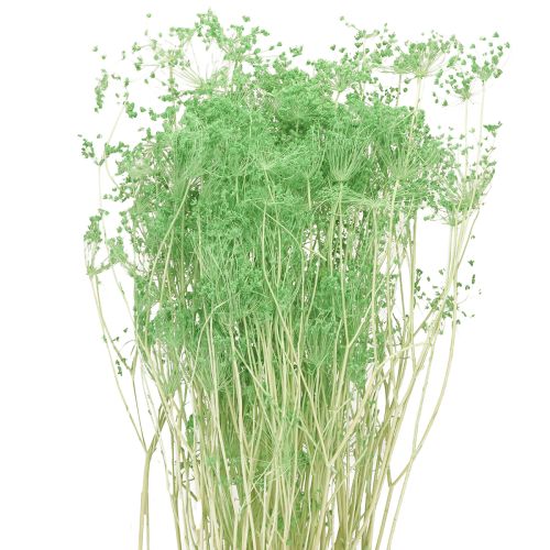 Floristik24 Tørrede blomster Umbellifera Grøn 70-80cm 150g