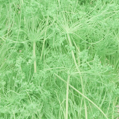 Artikel Tørrede blomster Umbellifera Grøn 70-80cm 150g
