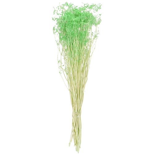 Artikel Tørrede blomster Umbellifera Grøn 70-80cm 150g