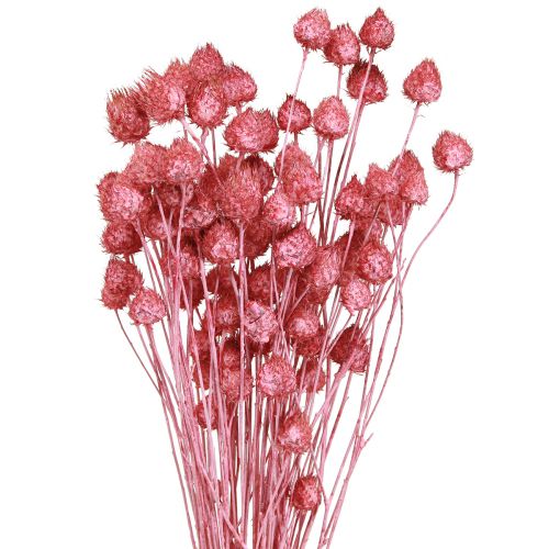 Floristik24 Tørrede blomster pink tørtidsel jordbærtidsel farvet 50cm 100g