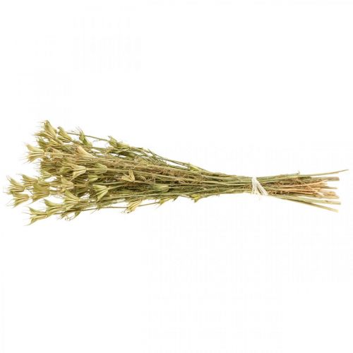 Floristik24 Tørrede blomster sort spidskommen dekoration natur Nigella 50cm 75g