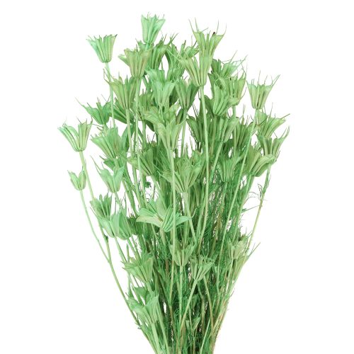 Floristik24 Tørrede blomster sort spidskommen grøn nigella 50cm 100g