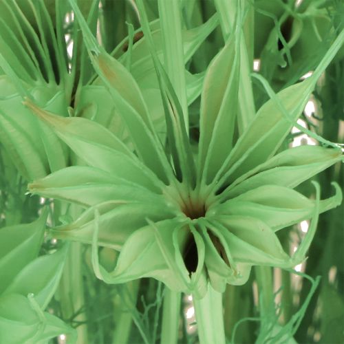 Artikel Tørrede blomster sort spidskommen grøn nigella 50cm 100g