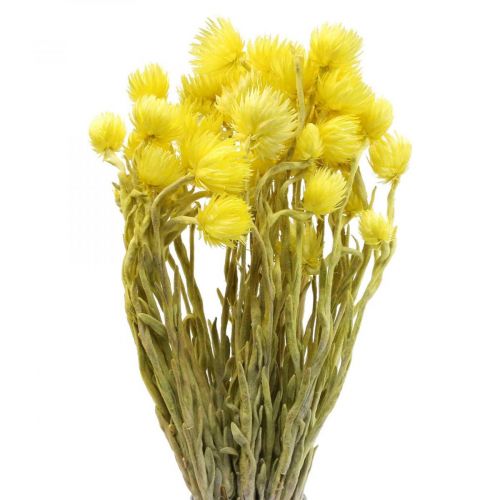 Artikel Tørrede blomster kasket blomster gule strå blomster H42cm