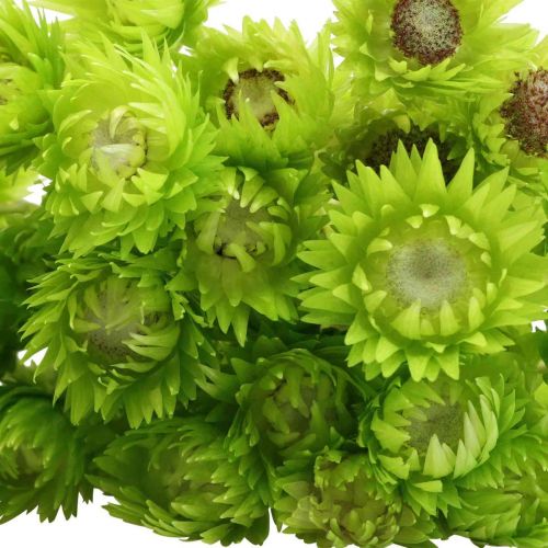 Artikel Tørrede blomster kasketblomster lysegrønne stråblomster H42cm