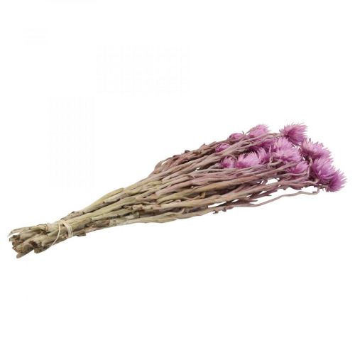 Artikel Tørrede blomster Kasketblomster Lilla stråblomster H42cm