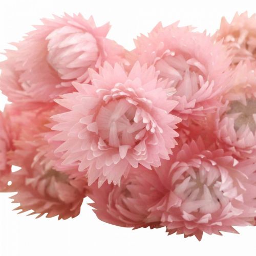 Artikel Tørrede Blomster Deco Kasket Blomster Halm Blomster Farvet H42cm