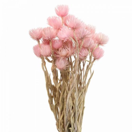 Floristik24 Tørrede blomster kasket blomster pink strå blomster H42cm