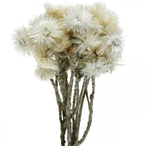 Artikel Tørrede blomster kasket blomster naturlig hvid, halm blomster, tørret blomster buket H33cm