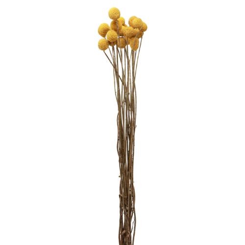Floristik24 Tørrede blomster Craspedia tørret, trommestikker gule 50cm 20 stk