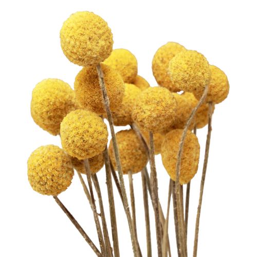 Artikel Tørrede blomster Craspedia tørret, trommestikker gule 50cm 20stk