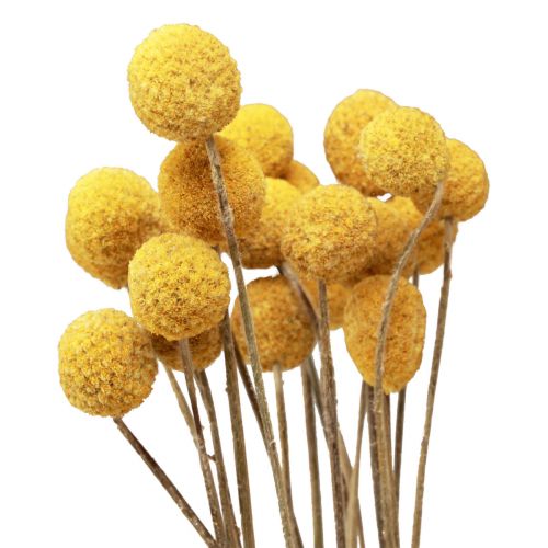 Floristik24 Tørrede blomster Craspedia tørret, trommestikker gule 50cm 20 stk