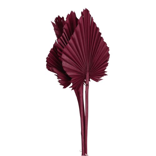 Floristik24 Tørrede blomster dekoration, palmespyd tørret vinrød 37cm 4 stk