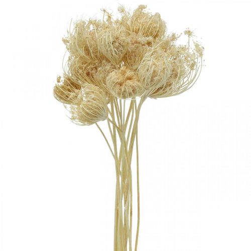 Tørrede blomster fennikel bleget bundt