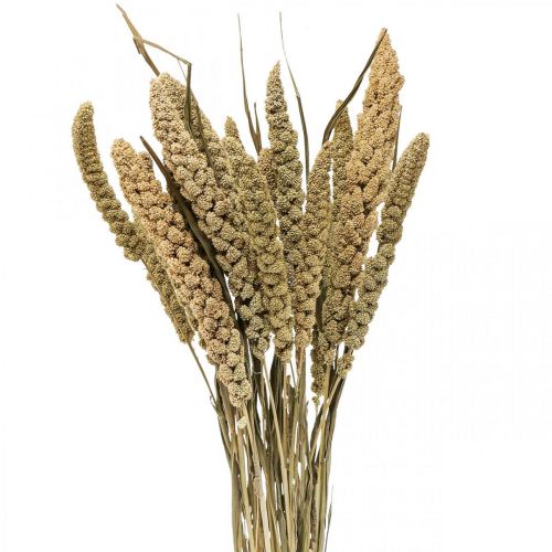 Tørrede blomster hirse korn deco tør floristics 65cm 100g