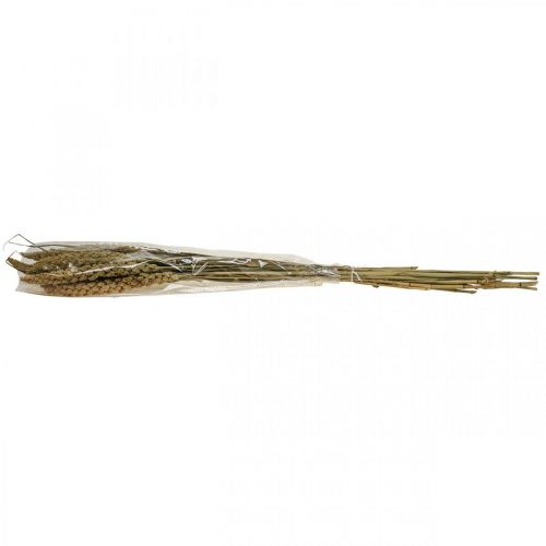 Floristik24 Tørrede blomster hirse korn deco tør floristics 65cm 100g