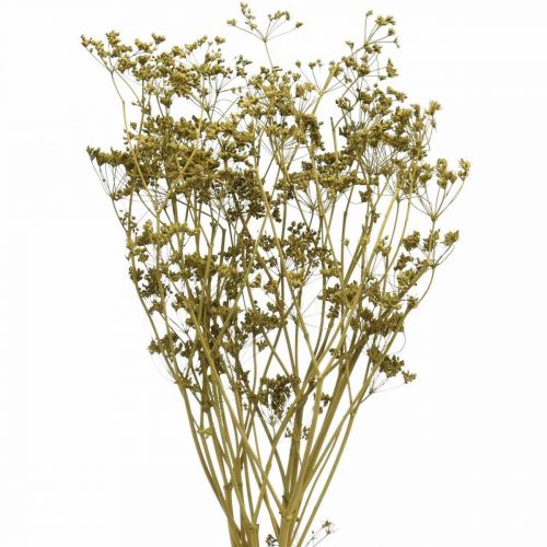 Artikel Tørrede blomster ægte kommen grøn dekoration 55cm bundt af 5 stk