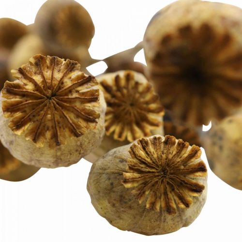 Floristik24 Tørret blomst valmuefrø kapsel gul papaver deco valmue 75g