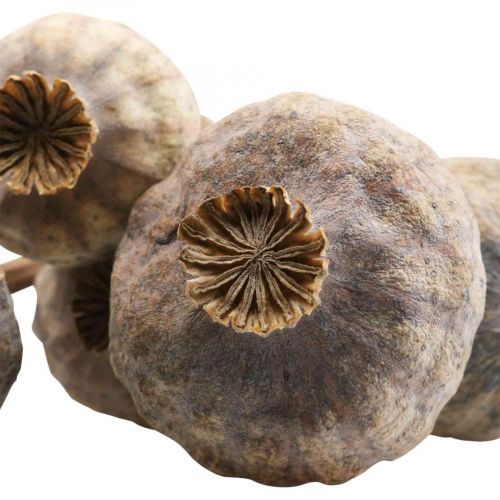 Artikel Tørrede blomster valmue kapsler store naturlige dekorative valmuer 5 stk