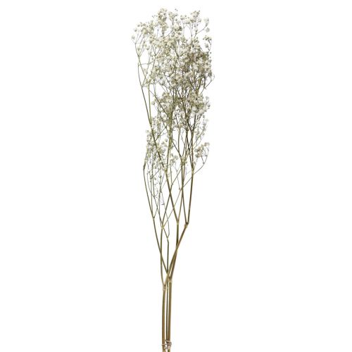 Floristik24 Tørrede blomster Gypsophila Gypsophila Hvid 58cm 7g