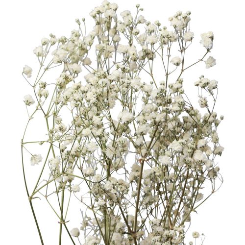 Floristik24 Tørrede blomster Gypsophila Gypsophila Hvid 58cm 7g