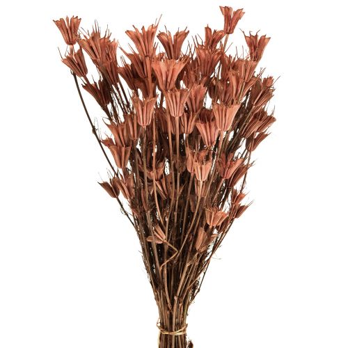 Tørrede blomster sort spidskommen dekoration rødbrun Nigella 40cm 100g