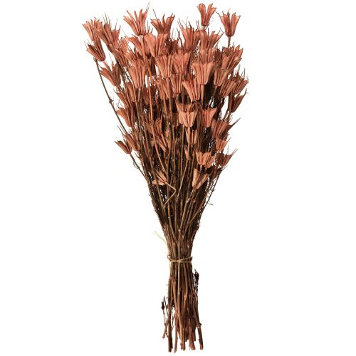 Floristik24 Tørrede blomster sort spidskommen dekoration rødbrun Nigella 40cm 100g