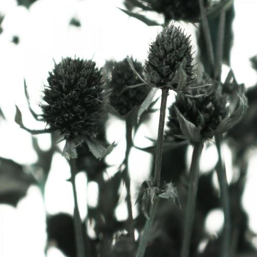 Floristik24 Dry Thistle Sort Strawberry Thistle Tørrede Blomster 100g