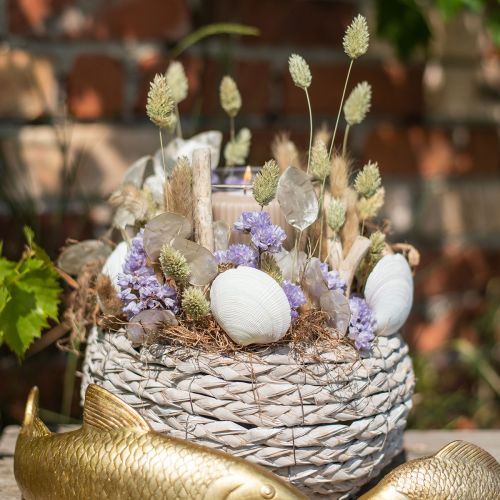 Floristik24 Tørrede græsser Phalaris tørret tør floristisk natur 55cm 80g