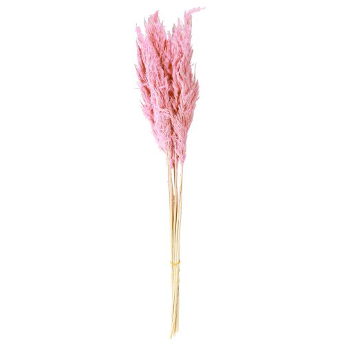 Artikel Tørret græs Rivgræs Tørret dekorativt græs Pink 70cm 10 stk.
