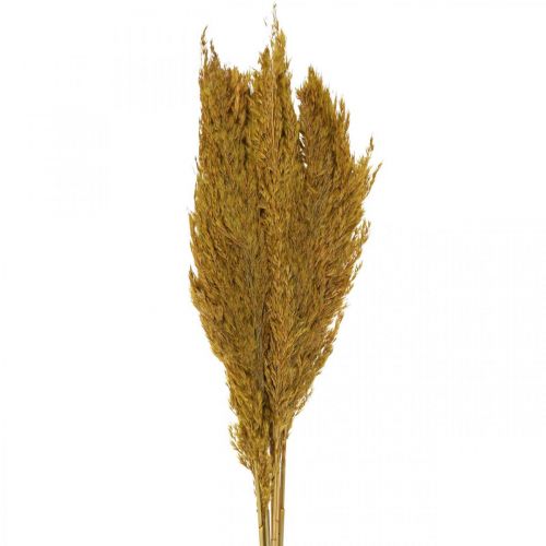 Floristik24 Tørret græs, kværn, tørret, olivengrøn, deco græs, 70 cm, 10 stk.