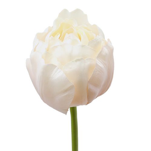 Floristik24 Tulipan hvid-pink 86cm 3stk