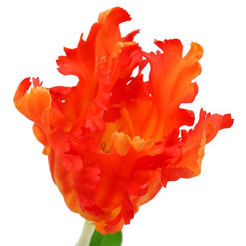 Floristik24 Tulipan orange 70cm
