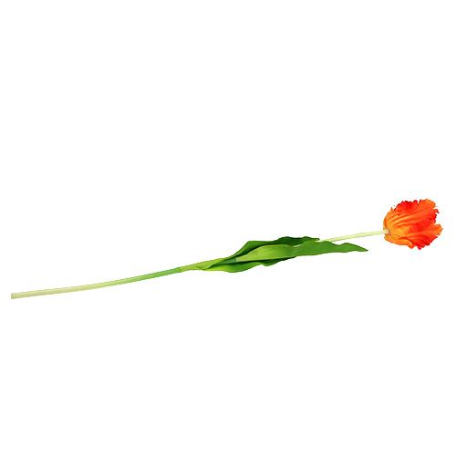 Floristik24 Tulipan orange 70cm