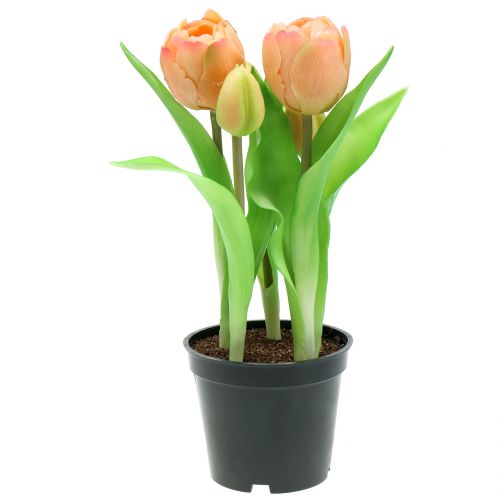 Floristik24 Tulipan fersk-fersken ferskenfarver 23 cm