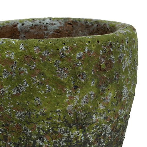 Floristik24 Plantemaskine med mos Ø10cm H10,5cm 4stk