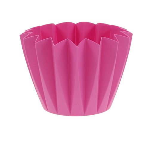 Floristik24 Repot Adonis Azalea 14cm 20 stk