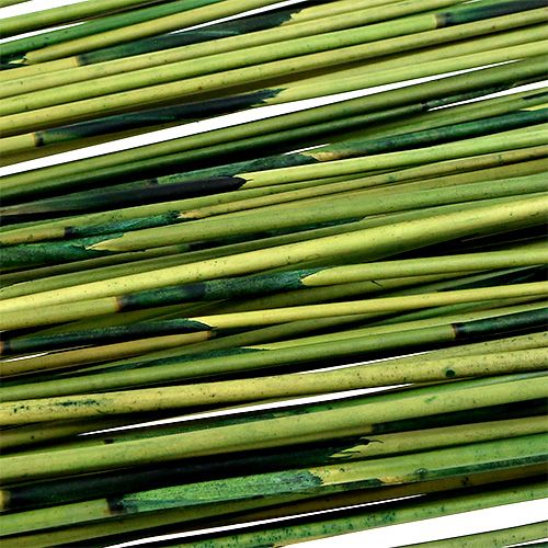 Floristik24 Vlei Reed 400g mørkegrøn