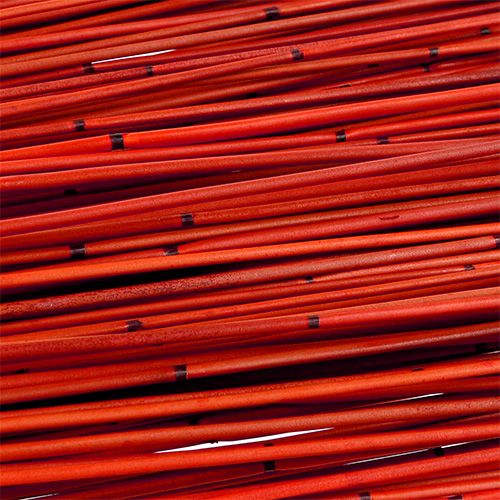 Floristik24 Vlei Reed 400g Rød