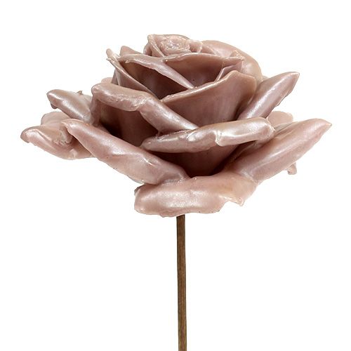 Floristik24 Voksrose champagnemix Ø10cm 6 stk