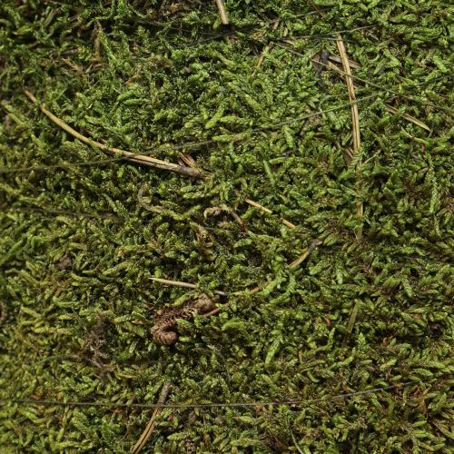 Artikel Juletræ mos træ dekoration i grøn natur Ø25cm H70cm