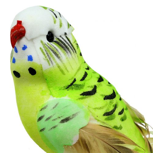 Floristik24 Budgie på klip grøn 13cm 6stk