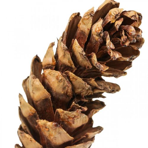 Floristik24 Hvide fyrrekogler fyrrekogler H70cm 7 stk bundt