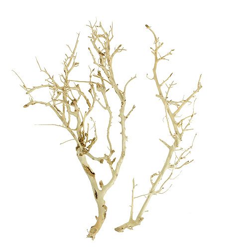 Floristik24 White Bush bleget 5 stk