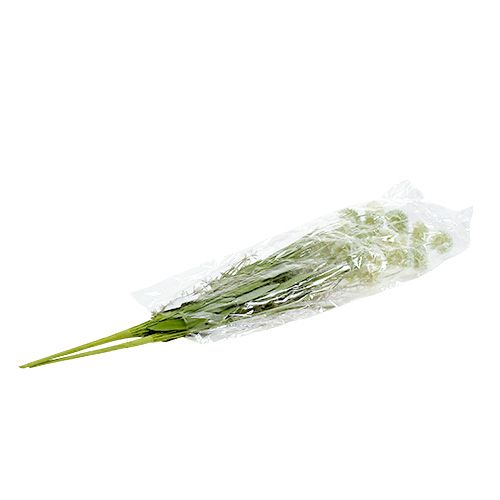 Floristik24 Engblomster hvide L60cm 3stk