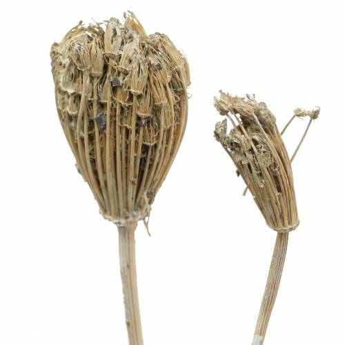 Floristik24 Wildflower Bunch, naturlig røllike, vasket hvid 30-60 cm 150g