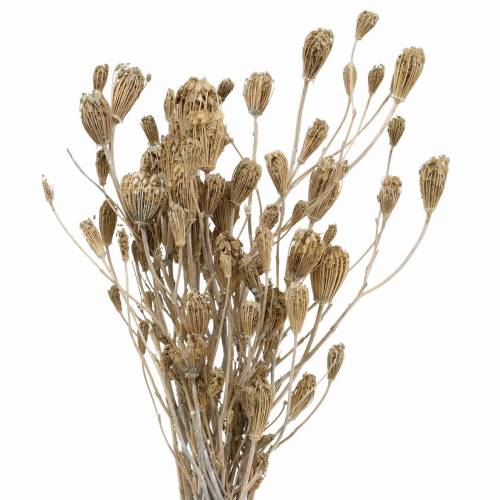 Floristik24 Wildflower Bunch, naturlig røllike, vasket hvid 30-60 cm 150g